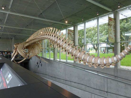 Museo de Biodiversidad Beaty